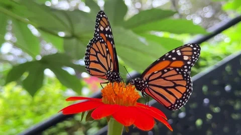 Two monarch butterflies feeding on a red flower Stock Footage 335287511