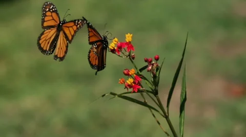 Two Monarch Butterflies Landing on Milkweed Super Slow Motion Stock Footage