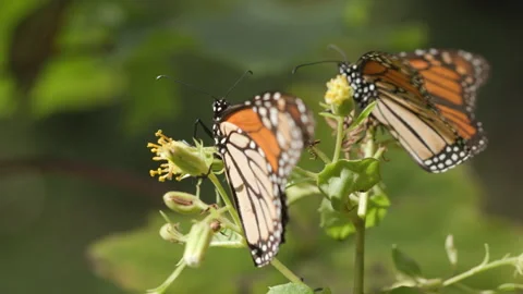 Two Monarch butterflies perched on a yellow flower in the Monarch Stock Footage 243273254