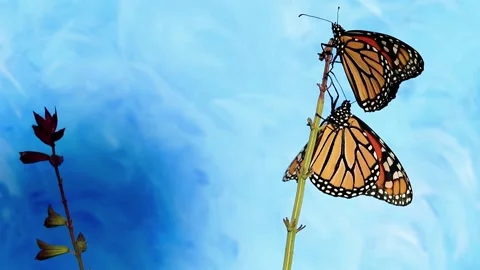 Two Monarch Butterflies on same flower stem flapping wings slight breeze blu Stock Footage 137444177