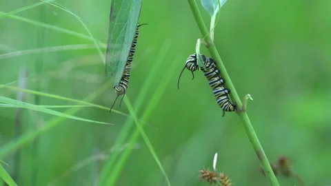 Two Monarch Butterfly Caterpillars Eating Stock Footage 137550199