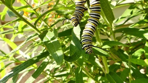 Two Monarch Caterpillars Danaus Plexippus Simultaneously Eating Butterfly Weed Stock Footage