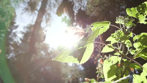 Two monarchs butterflies sitting on a leaf. One butterfly flies off into Stock Footage 243811091