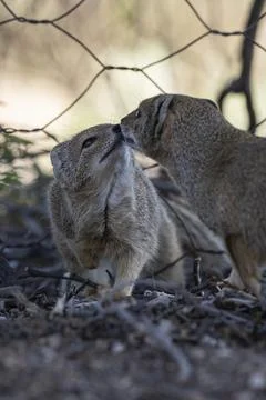 Two mongooses in portrait orientation touching noses Stock Photos