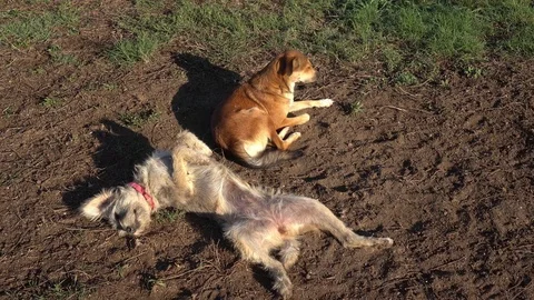 Two mongrel dogs bask in the sun on the ground 2 動画素材 96412034