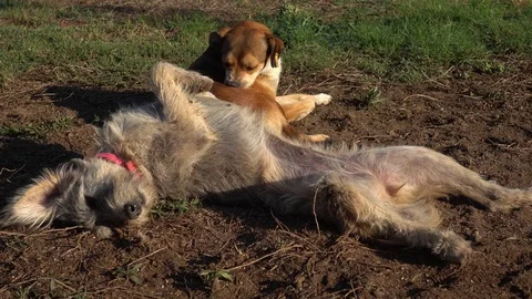 Two mongrel dogs bask in the sun on the ground 動画素材 96413078