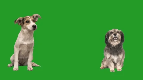 Two mongrel dogs on a green screen Stock Footage 151035789