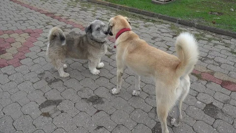 Two mongrel dogs meet and play Stock Footage 99073748