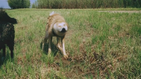 Two mongrel dogs play Stock Footage 154657604