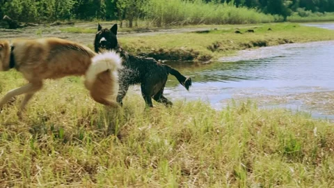 Two mongrel dogs play Stock Footage 154657614