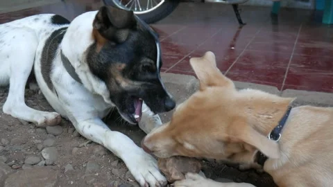 Two Mongrel Dogs Playing With A Rock Stock Footage 233194236