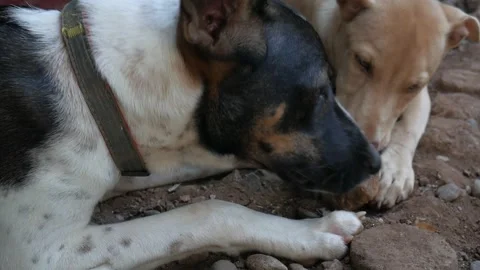 Two Mongrel Dogs Playing With A Rock Stock Footage 233194237
