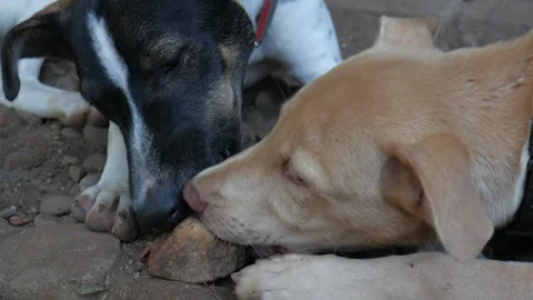 Two Mongrel Dogs Playing With A Rock Stock Footage 233194256