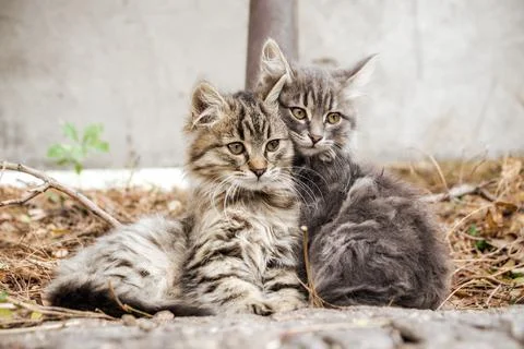 Two mongrel kittens cuddle together to keep warm Foto stock