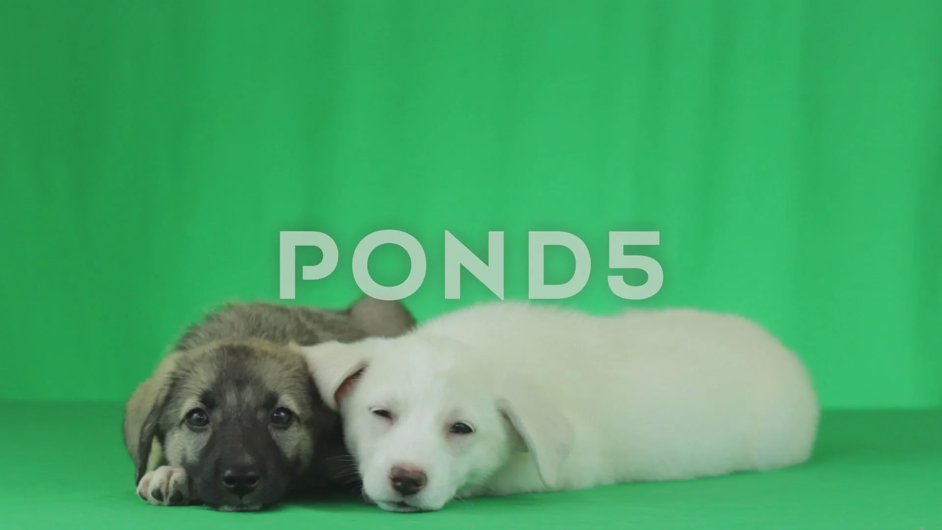 mongrel puppies for sale near me