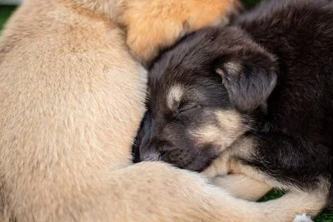Two mongrel puppy sleeping on each other Stock Photos