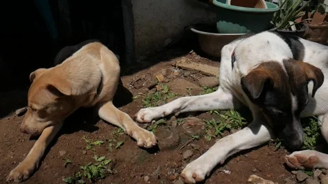 Two Mongrel Sun Bathing Stock Footage 233193856
