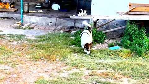 Two mongrels in the yard running around without a leash Stock Footage 139908647