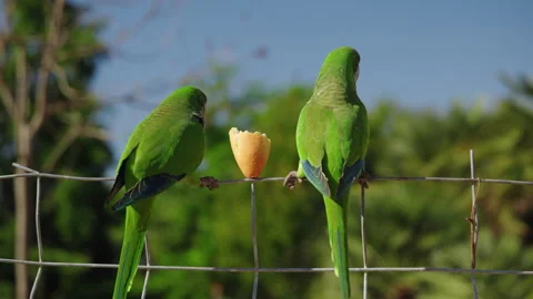 Two monk parakeets eating bread while sitting on fence Stock Footage 337103766