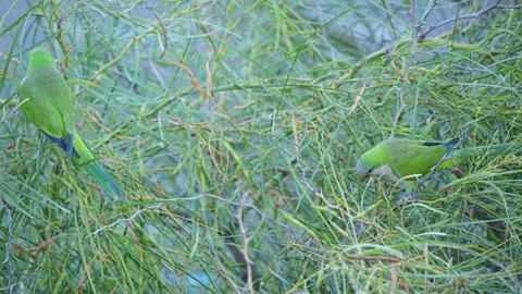 Two Monk Parakeets Feeding Together in Foliage, Gran Canaria Vídeo Stock 344460842