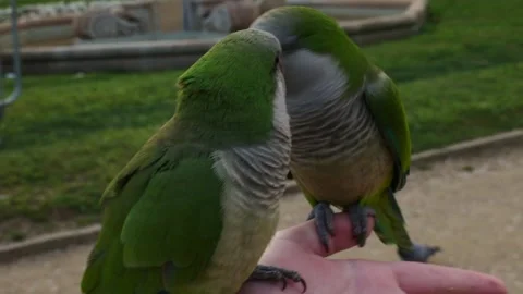 Two Monk Parakeets Perched Closely on a Person's Hand Видео 344014233