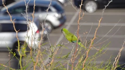 Two Monk Parakeets on Twig Beside Parking Lot, Gran Canaria Vídeo Stock 344460137