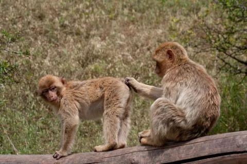 Two monkey on a branch Stock Photos