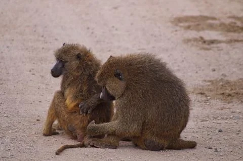 Two monkey cleaning together Stock Photos