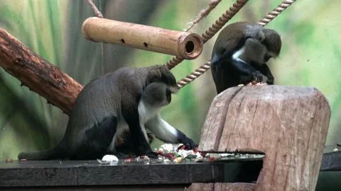 Two monkey eat vegetable (Cercopithecus campbelli) Stock-Footage 194500225