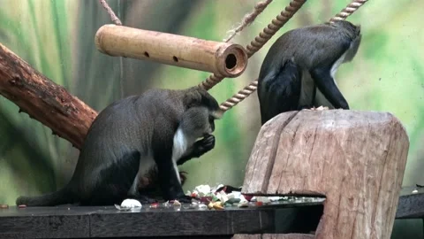 Two monkey eat vegetable (Cercopithecus campbelli) Stock Footage 198865512