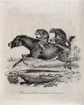 Two monkey jockeys are riding a terrified donkey. Etching by T. Landseer af.. Stock Illustration