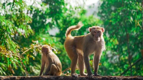 Two monkey in a jungle Stock Photos