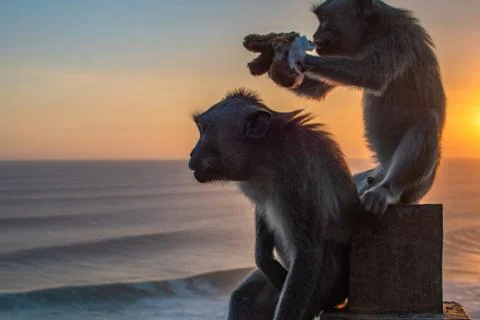 Two Monkey near ocean, one Eating soft toy at sunrise. Sunset at uluwatu temple Stock Photos