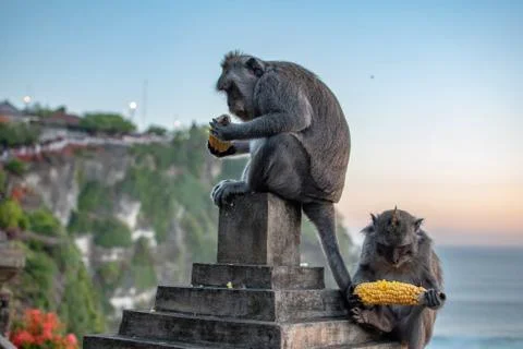 Two Monkey near ocean with view to rock eating corn at sunrise. Sunset at Stock Photos