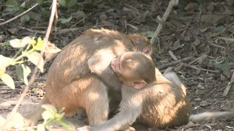 Two monkey play figthing Stock Footage 10579262