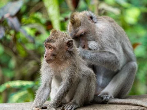 Two monkey in the secred monkey forest in Ubud, Bali Indonesia, cleaning the Stock Photos