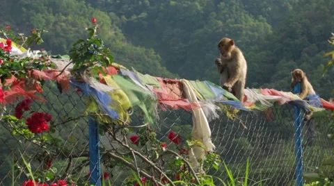 Two monkey sitting on fence Stock Footage 62923835