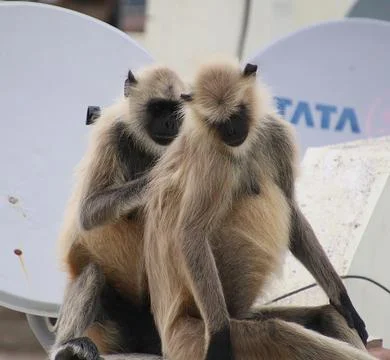 Two Monkey sitting on the wall Stock Photos