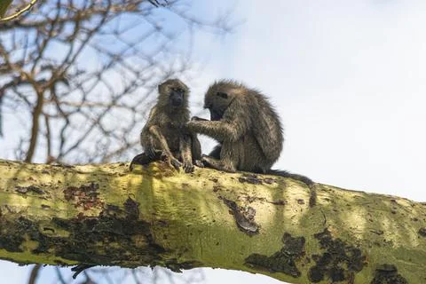 Two monkey taking care of each other Stock Photos