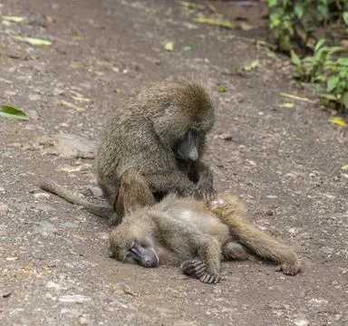 Two monkey taking care of each other 스톡 사진