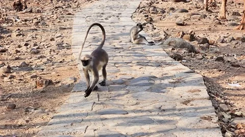 Two monkey waling on front of camera, other monkey eating foods. Stock Footage 237087970
