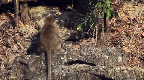Two monkeys are climbing up on the rock. Thailand Stock Footage 49456574