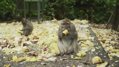 Two Monkeys are having a quick sex Vidéo 338406739