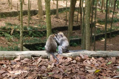 Two monkeys are looking for fleas from each other. Monkey monitors fleas and Stock Photos