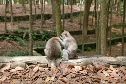 Two monkeys are looking for fleas from each other. Monkey monitors fleas and Stock Photos