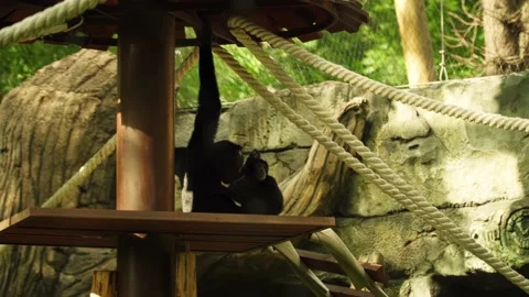 Two monkeys are playing at the zoo. Stock Footage 160529925