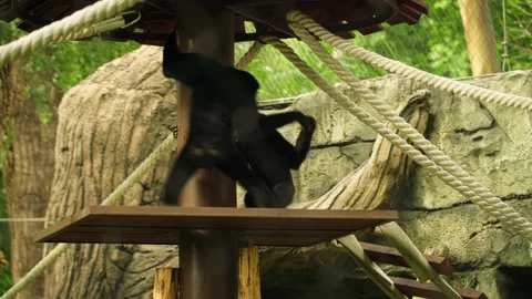 Two monkeys are playing at the zoo. Stock Footage 160530365
