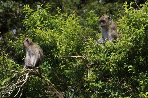 Two monkeys are sitting on a tree among the leaves Stock Photos