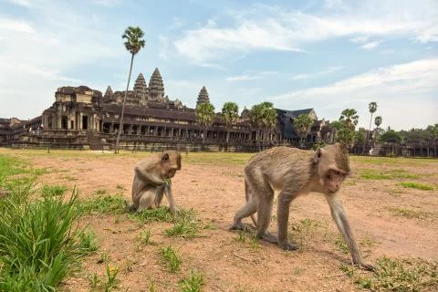 Two monkeys on a background of Angkor Wat Stock Photos