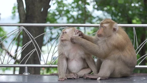 Two Monkeys on a branch of a tree in Malaysia Stock Footage 156816253